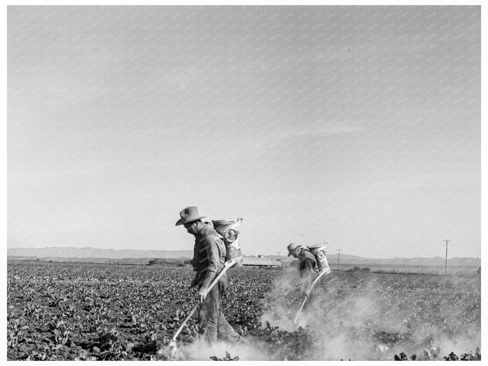 Workers Dusting Cauliflower Plants Santa Maria 1937 - Available at KNOWOL