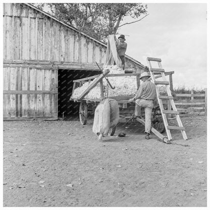 Workers Emptying Cotton Bales Kern County California 1938 - Available at KNOWOL