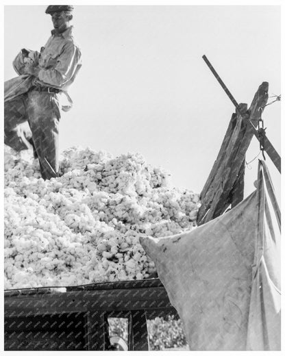 Workers Loading Cotton in San Joaquin Valley California November 1936 - Available at KNOWOL