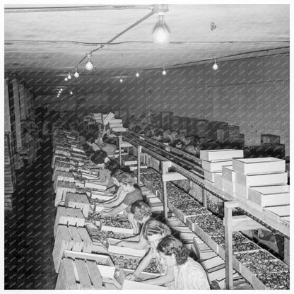 Workers Packing Fresh Prunes Yakima August 1939 - Available at KNOWOL