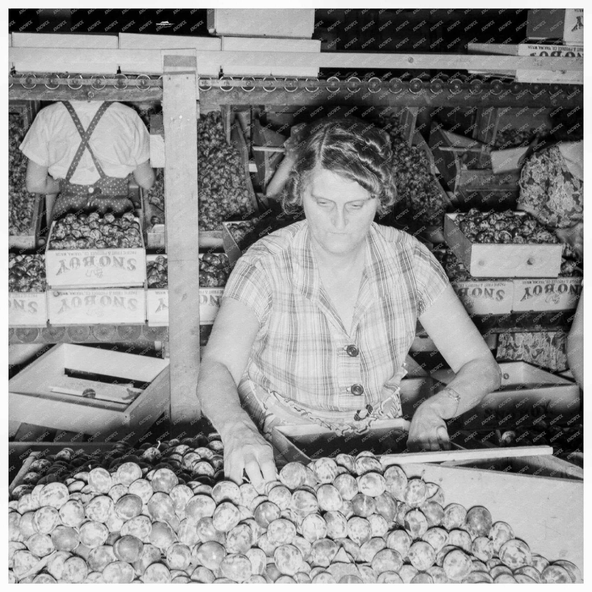 Workers Packing Fresh Prunes Yakima Washington 1939 - Available at KNOWOL