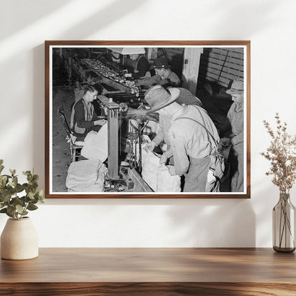 Workers Packing Potatoes in Tulelake California 1939 - Available at KNOWOL