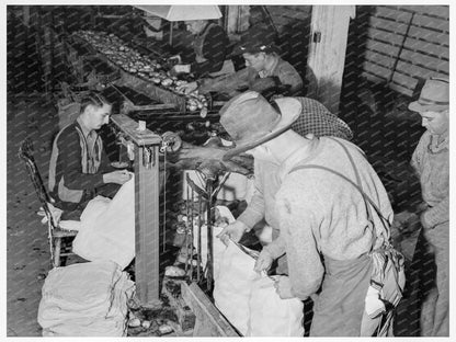 Workers Packing Potatoes in Tulelake California 1939 - Available at KNOWOL