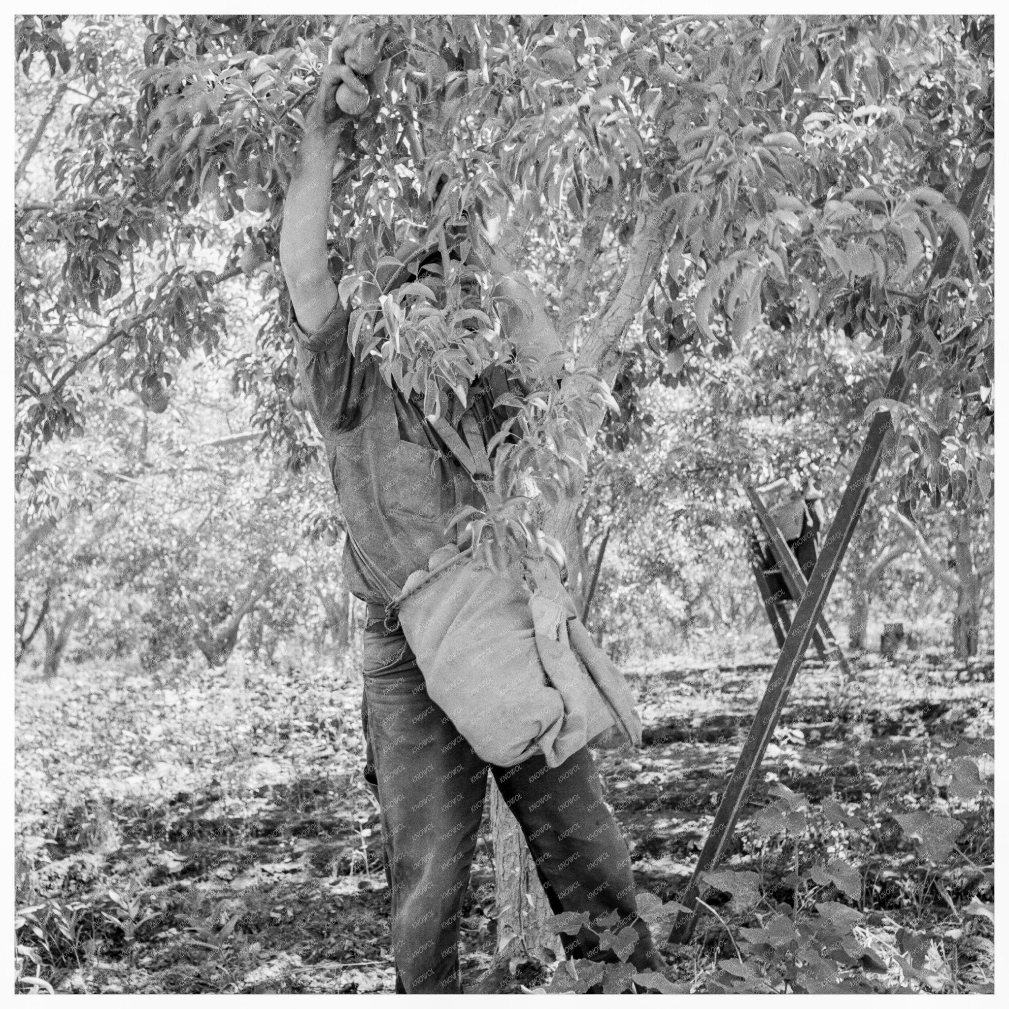 Workers Picking Pears in Yakima Valley August 1939 - Available at KNOWOL