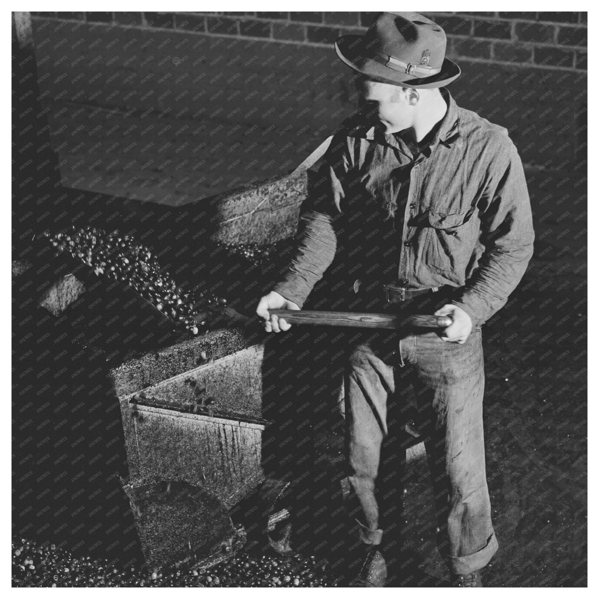 Workers Shoveling Olives at Lindsay Olive Oil Plant 1942 - Available at KNOWOL