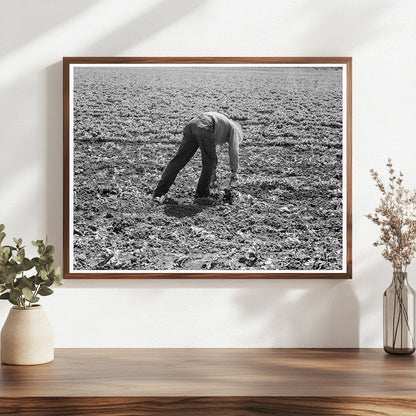 Workers Thinning Sugar Beets Monterey County 1939 - Available at KNOWOL