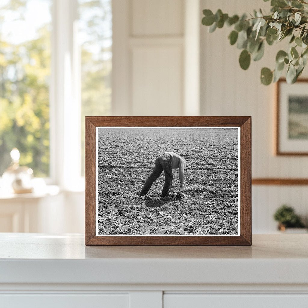 Workers Thinning Sugar Beets Monterey County 1939 - Available at KNOWOL