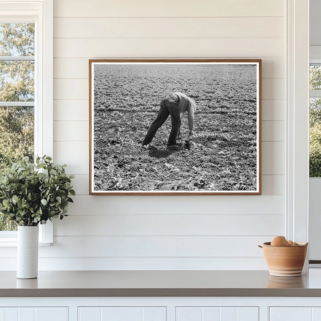 Workers Thinning Sugar Beets Monterey County 1939 - Available at KNOWOL