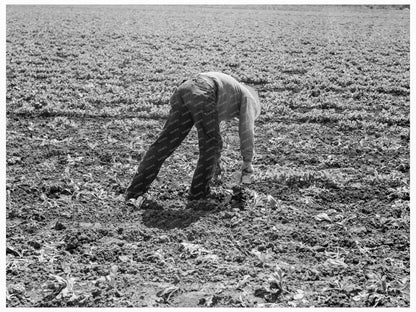 Workers Thinning Sugar Beets Monterey County 1939 - Available at KNOWOL