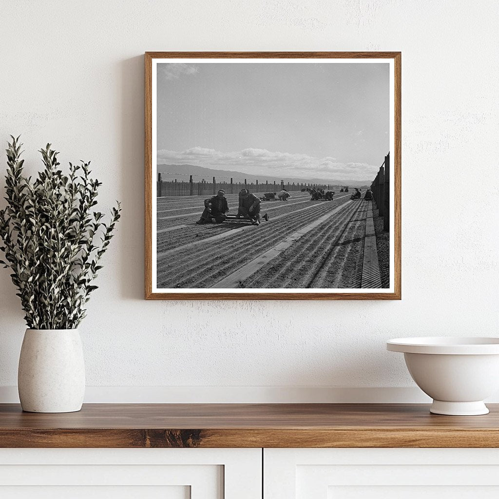 Workers Weeding Seedbeds in Guayule Nursery 1942 - Available at KNOWOL