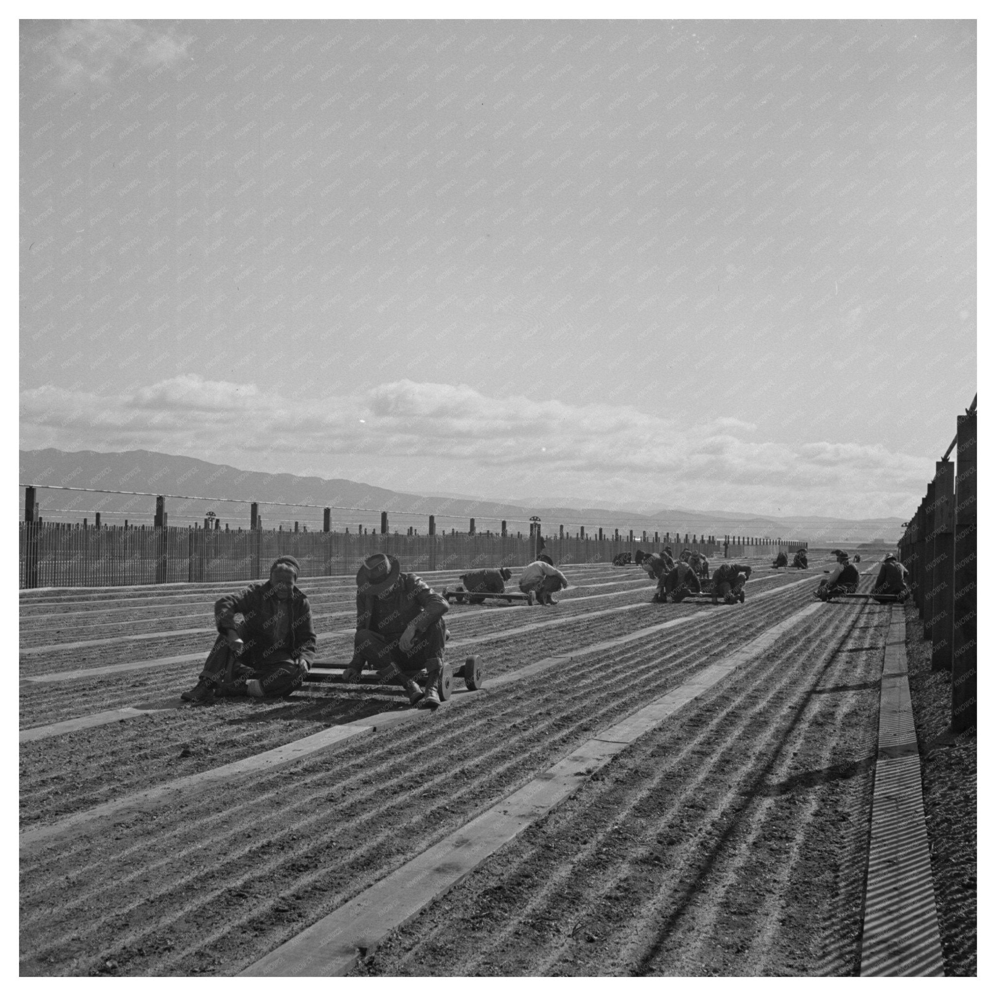 Workers Weeding Seedbeds in Guayule Nursery 1942 - Available at KNOWOL