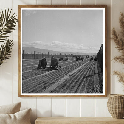 Workers Weeding Seedbeds in Guayule Nursery 1942 - Available at KNOWOL