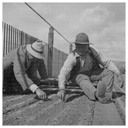 Workers Weeding Seedbeds in Guayule Nursery May 1942 - Available at KNOWOL