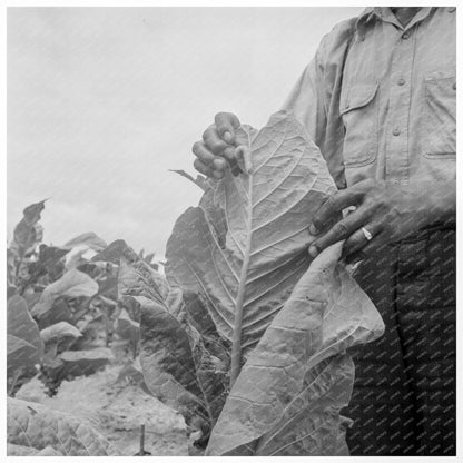 Worming Tobacco in Wake County North Carolina 1939 - Available at KNOWOL