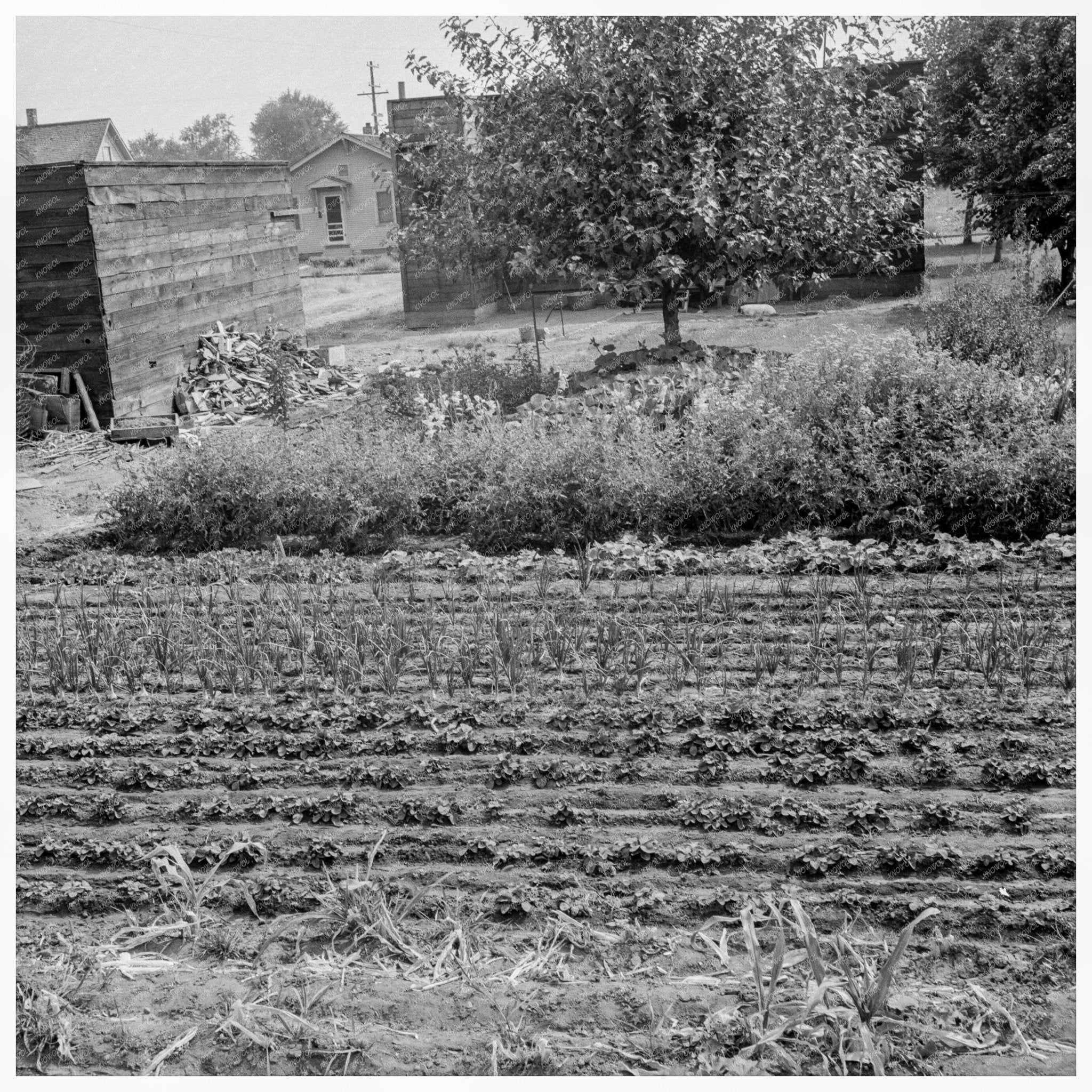 Yakima Shacktown Community August 1939 Photo - Available at KNOWOL