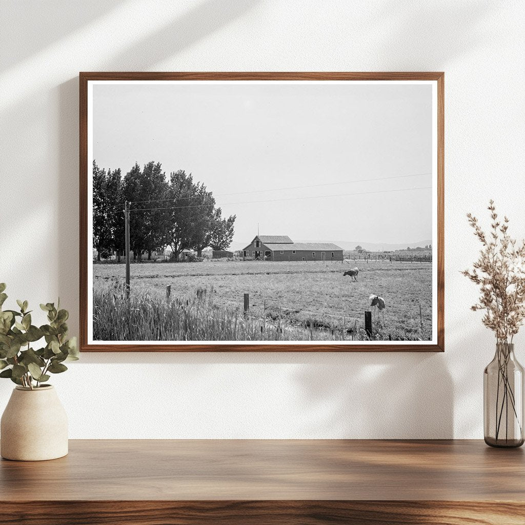 Yakima Valley Farm with Cows and Barn August 1939 - Available at KNOWOL