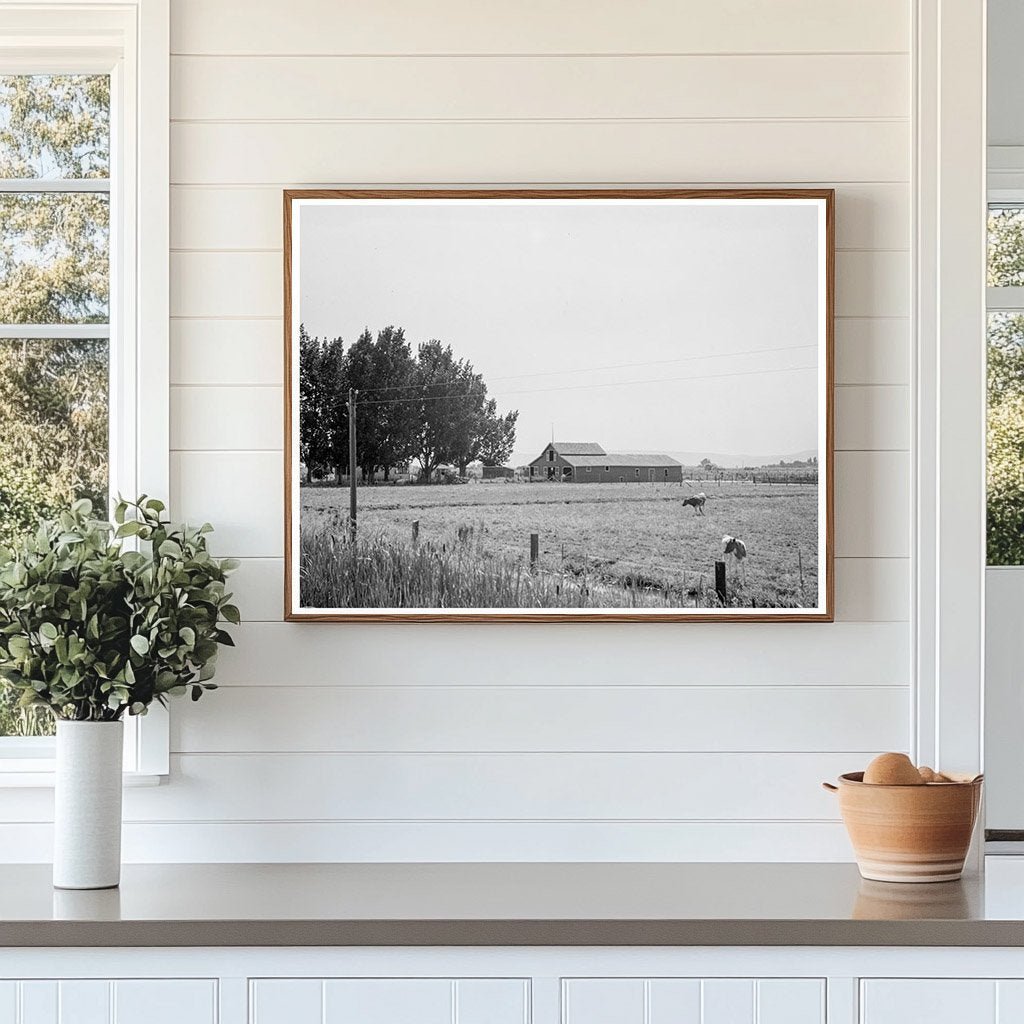 Yakima Valley Farm with Cows and Barn August 1939 - Available at KNOWOL