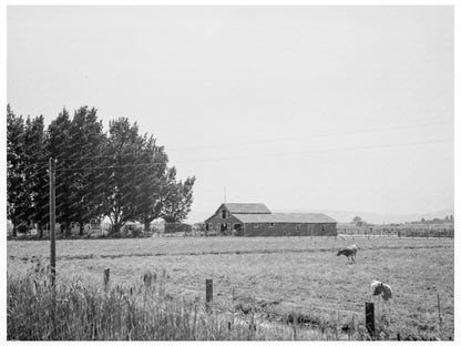 Yakima Valley Farm with Cows and Barn August 1939 - Available at KNOWOL