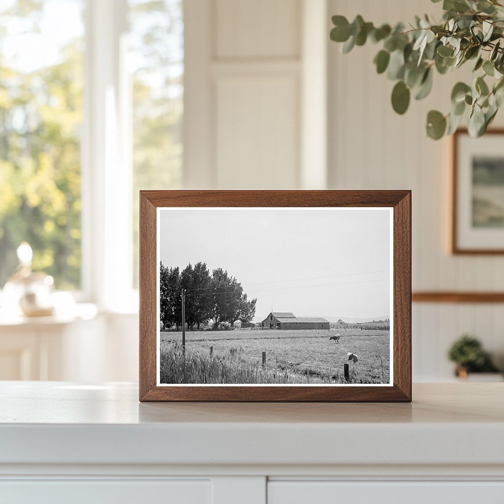 Yakima Valley Farm with Cows and Barn August 1939 - Available at KNOWOL