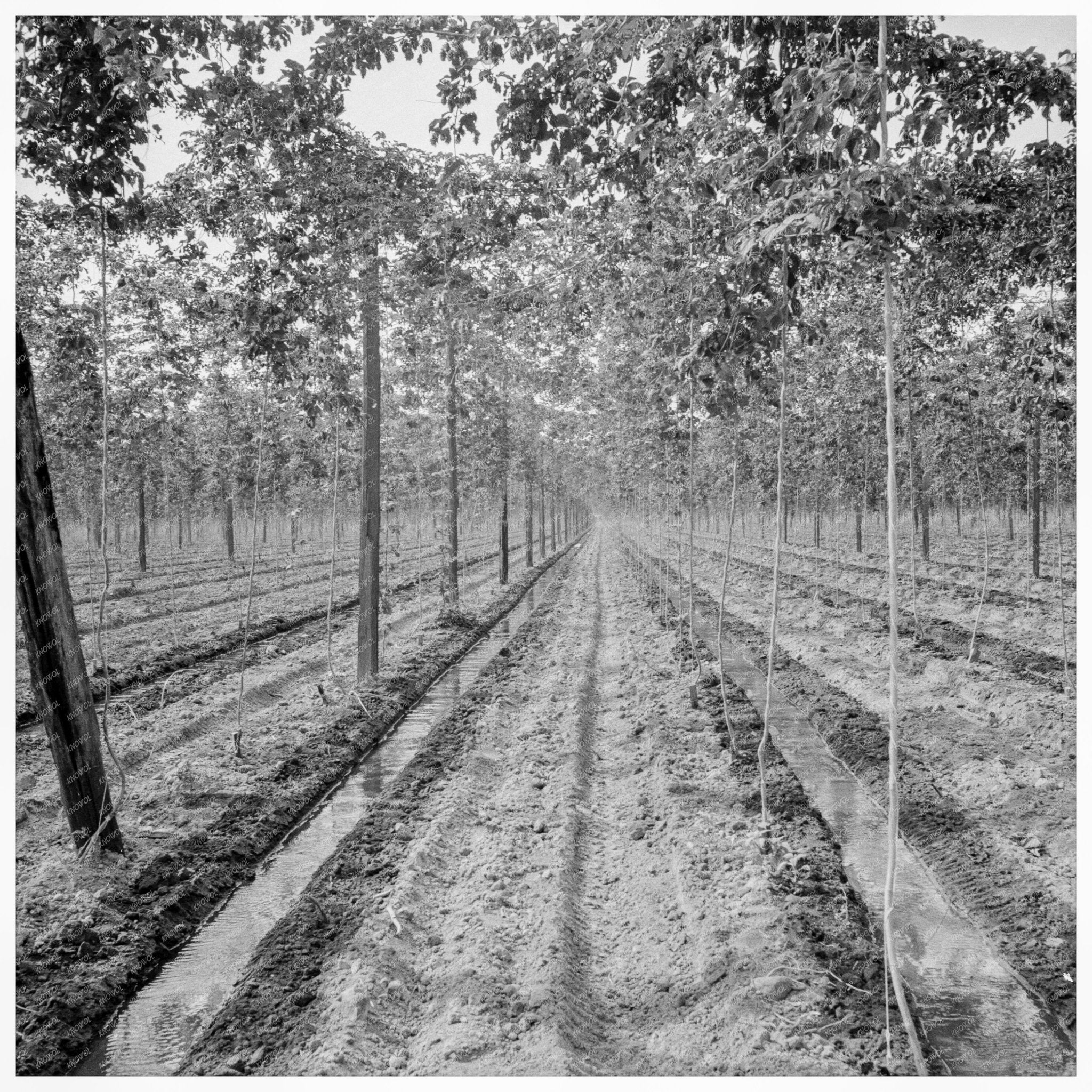 Yakima Valley Hop Yard August 1939 Vintage Photo - Available at KNOWOL