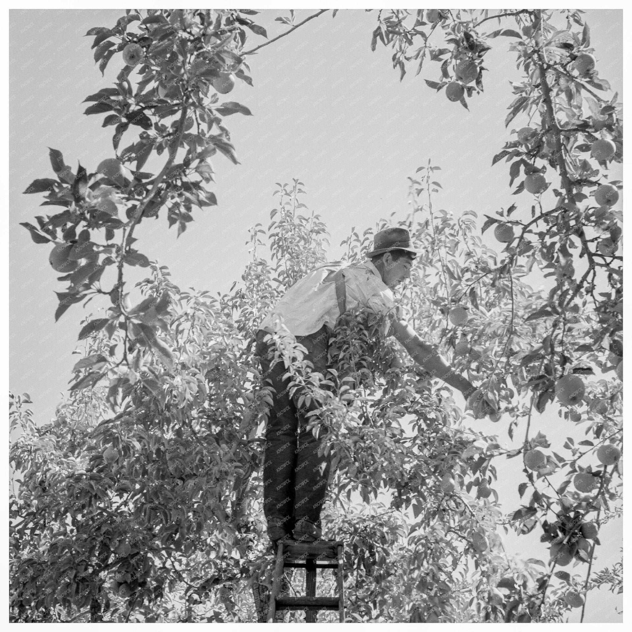 Yakima Valley Pear Harvest Workers August 1939 - Available at KNOWOL