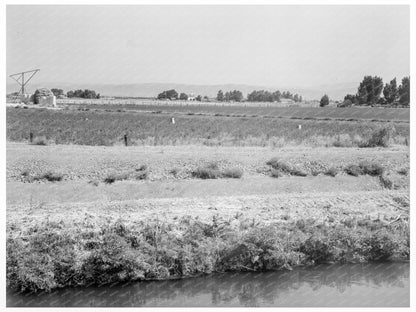 Yakima Valley Tenant Farm August 1939 Agriculture Photo - Available at KNOWOL