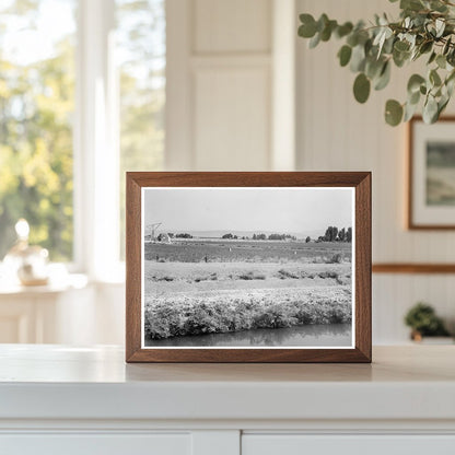 Yakima Valley Tenant Farm August 1939 Agriculture Photo - Available at KNOWOL