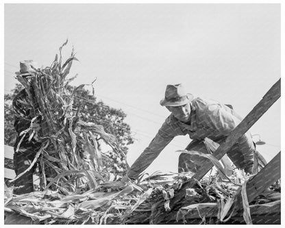 Yamhill County Farmers Feeding Corn October 1939 Photo - Available at KNOWOL