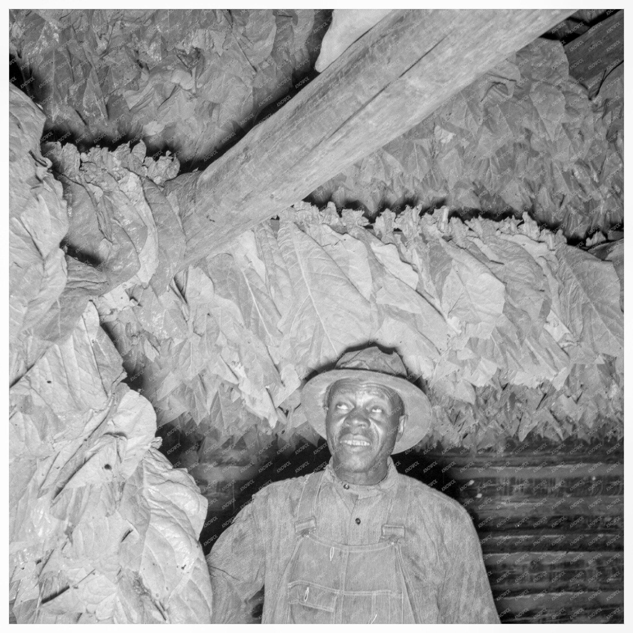 Young Boy Hanging Tobacco in Barn North Carolina 1939 - Available at KNOWOL