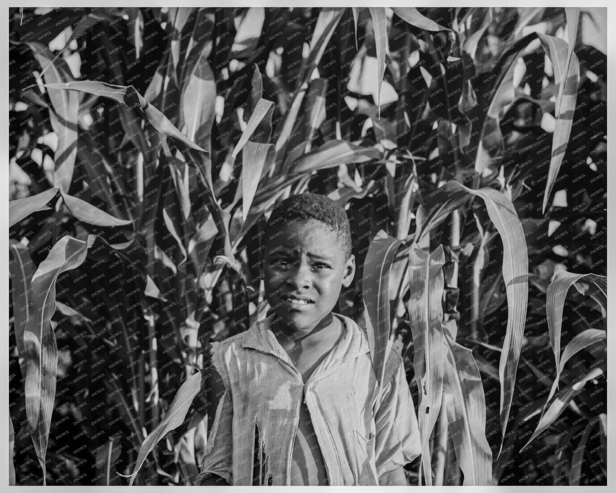 Young Boy in Cornfield Leland Mississippi 1937 - Available at KNOWOL