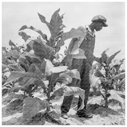 Young Boy Working in Tobacco Fields July 1939 - Available at KNOWOL