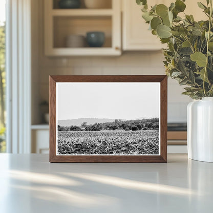 Young Corn Field Near Mescalero Apache Reservation 1938 - Available at KNOWOL