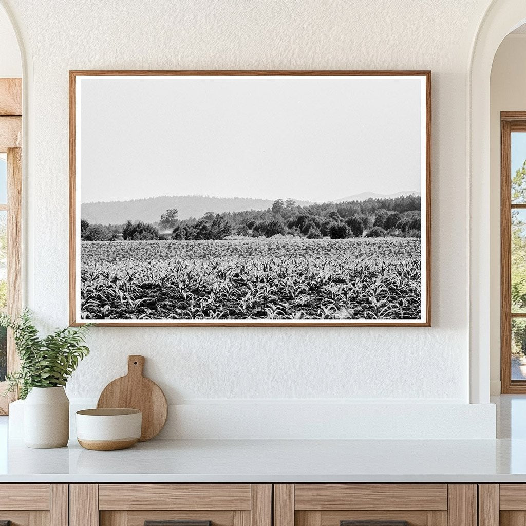 Young Corn Field Near Mescalero Apache Reservation 1938 - Available at KNOWOL