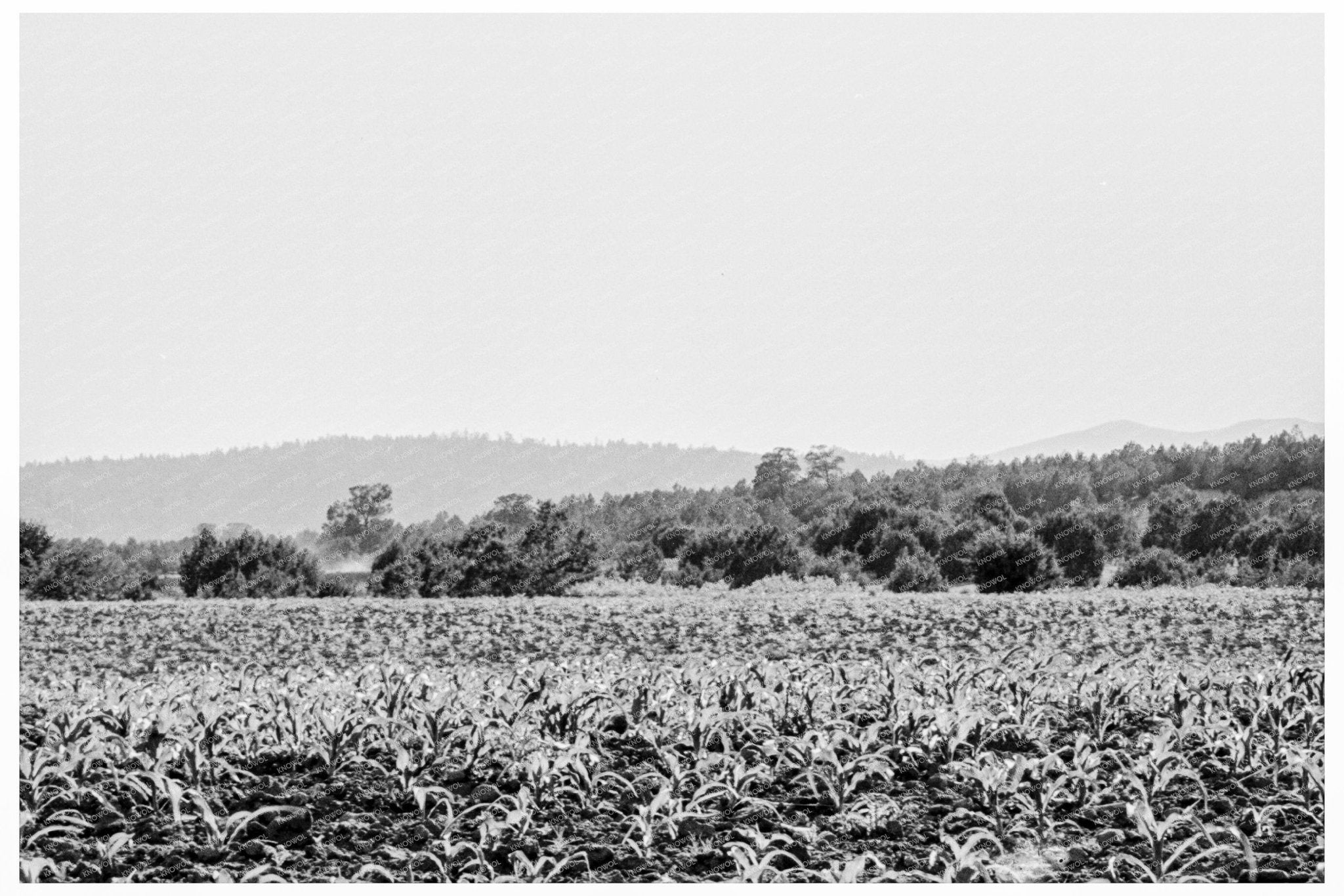 Young Corn Field Near Mescalero Apache Reservation 1938 - Available at KNOWOL