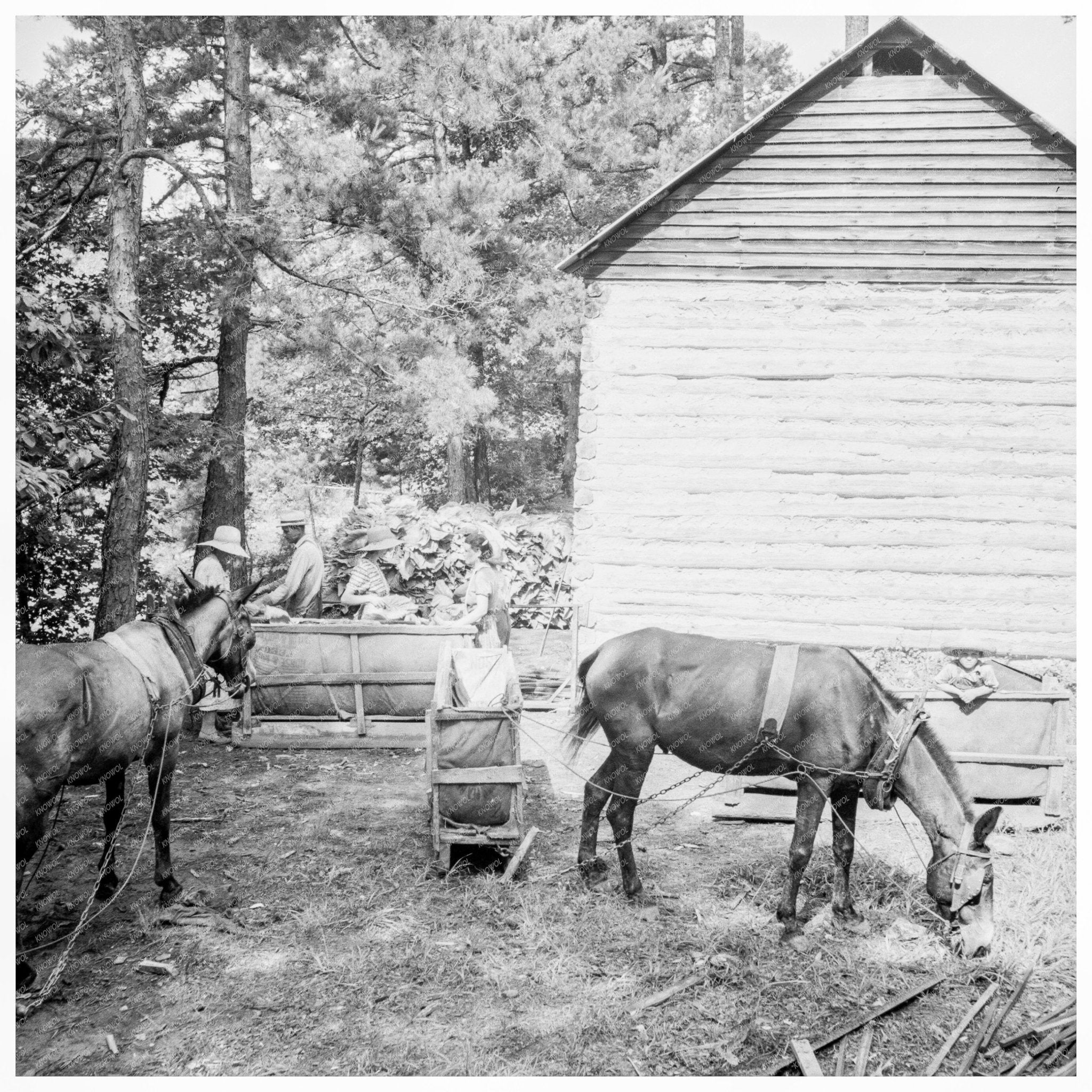 Young Farmers Son Gathers Sticks Granville County 1939 - Available at KNOWOL