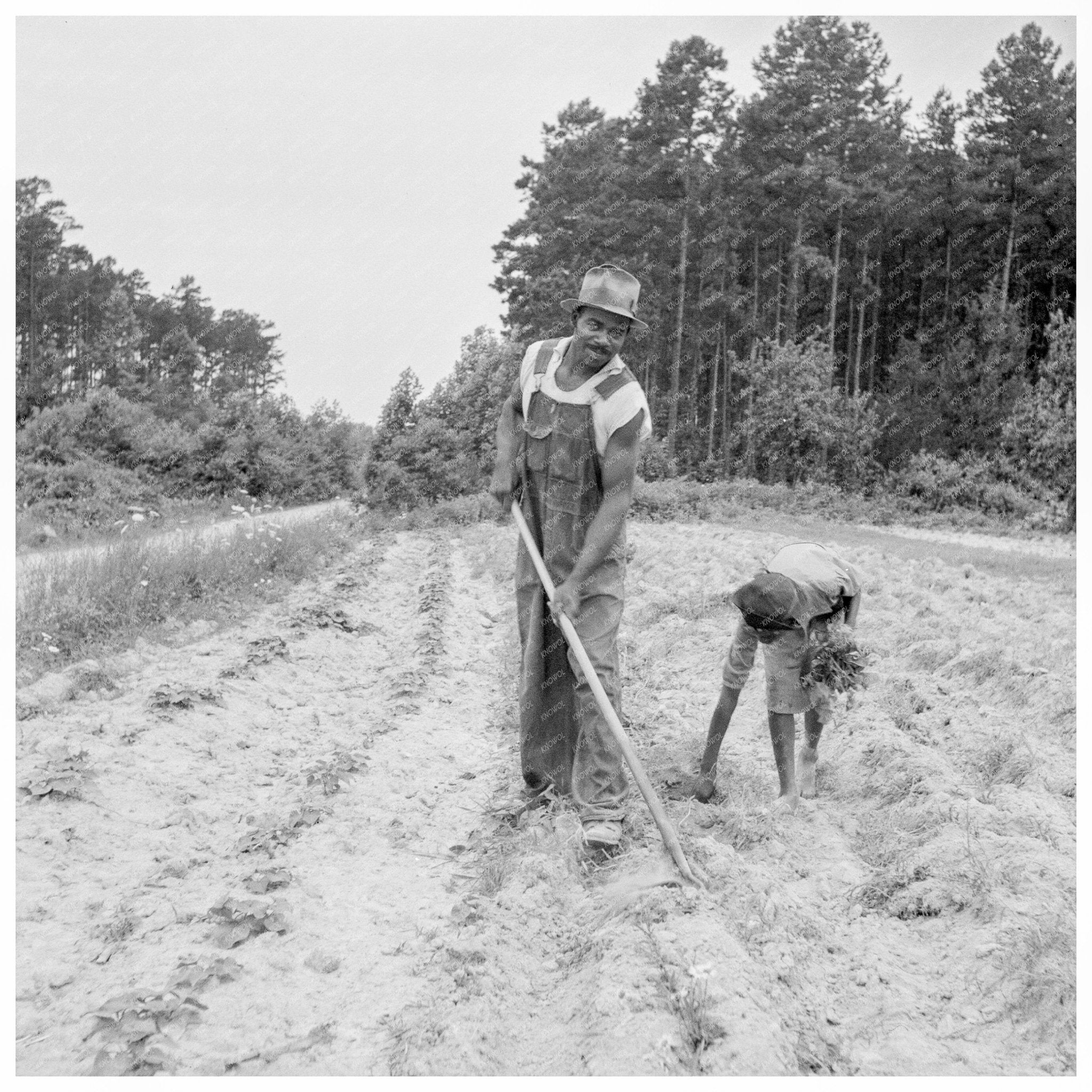 Young Girl Planting Sweet Potatoes Olive Hill NC 1939 - Available at KNOWOL