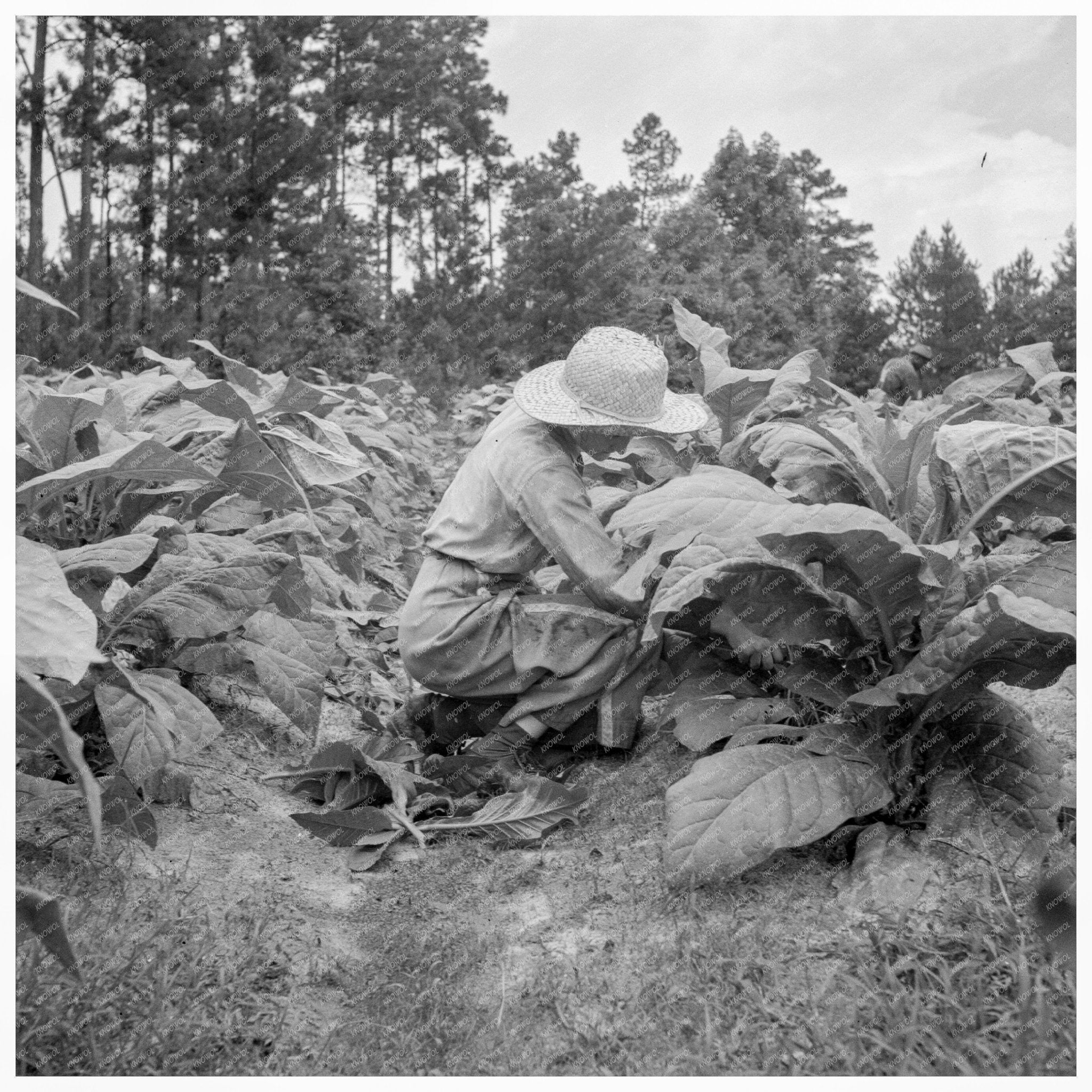 Young Girl Tobacco Topping Granville County NC 1939 - Available at KNOWOL