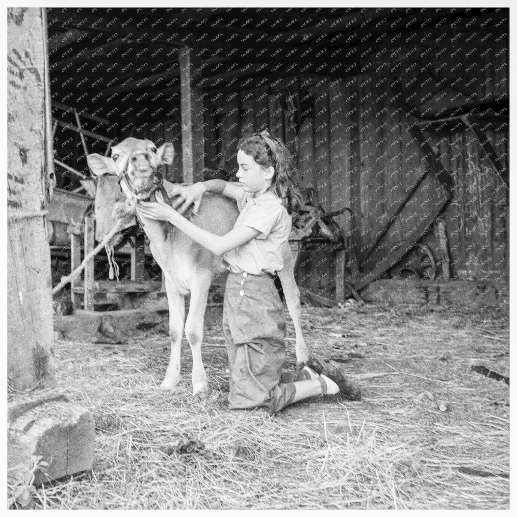 Young Girl with Calf in Jackson County Oregon 1939 - Available at KNOWOL