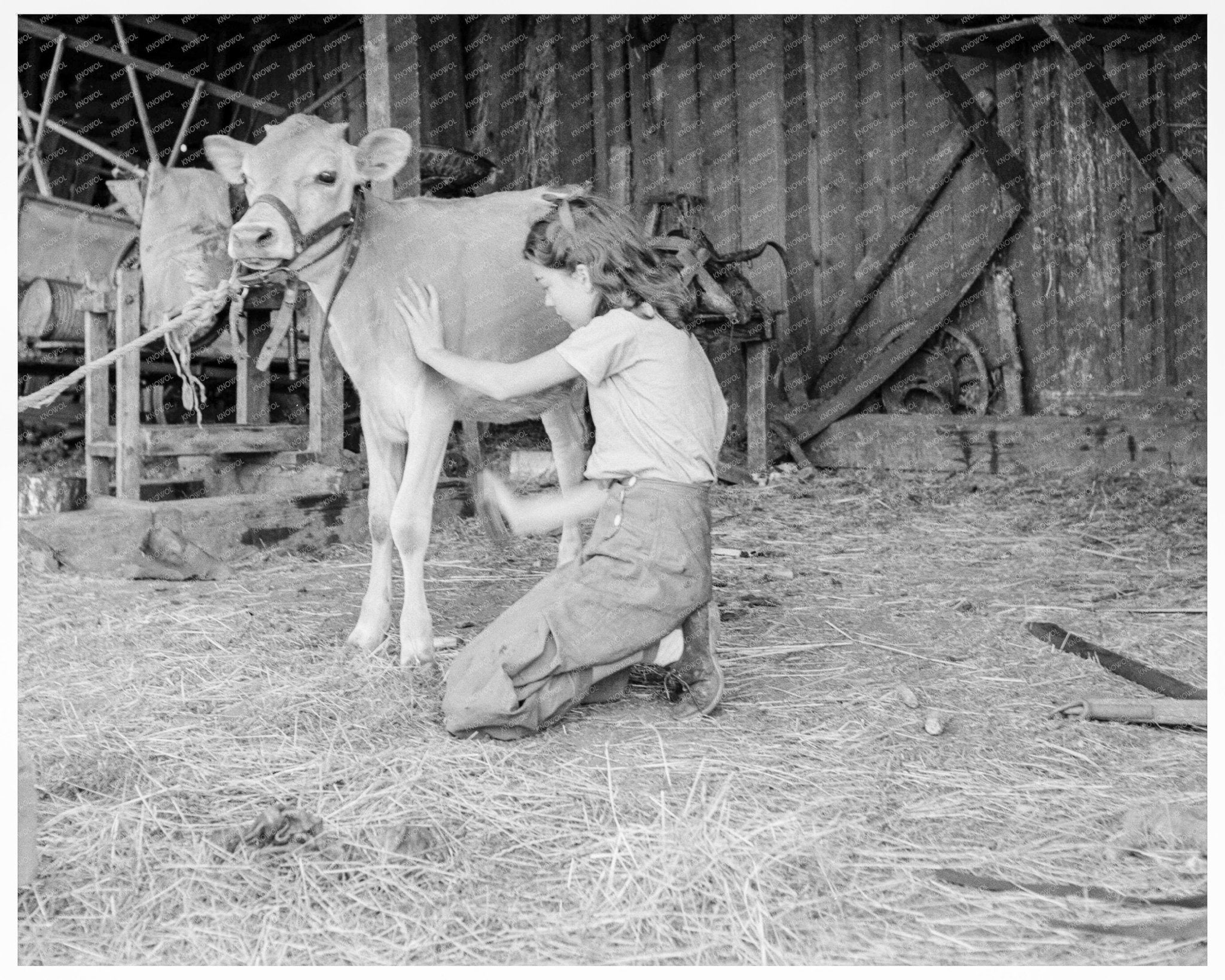 Young Girl with Calf on Pear Farm Oregon 1939 - Available at KNOWOL