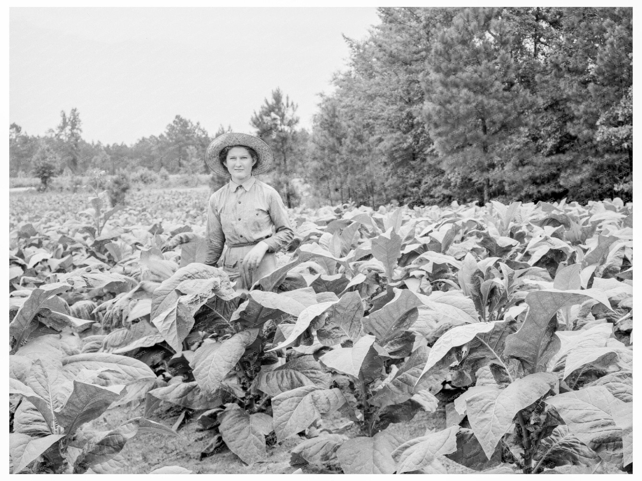 Young Girl Working Tobacco Patch Granville County 1939 - Available at KNOWOL