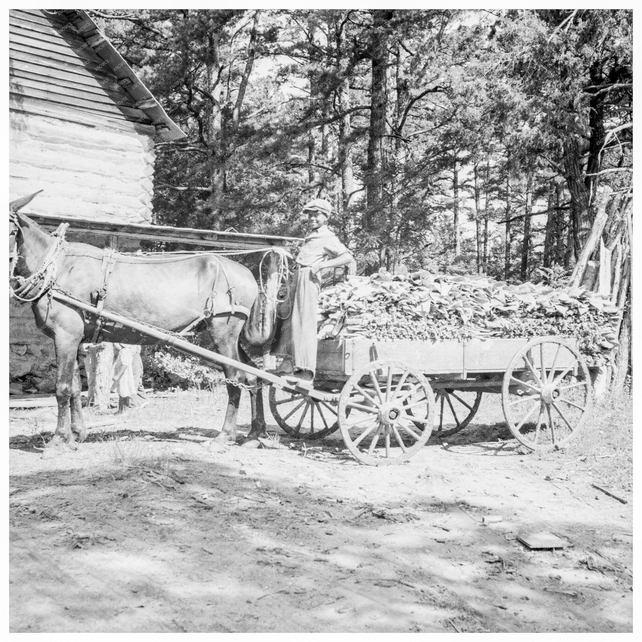 Young Son Gathers Sticks for Tobacco Workers 1939 - Available at KNOWOL