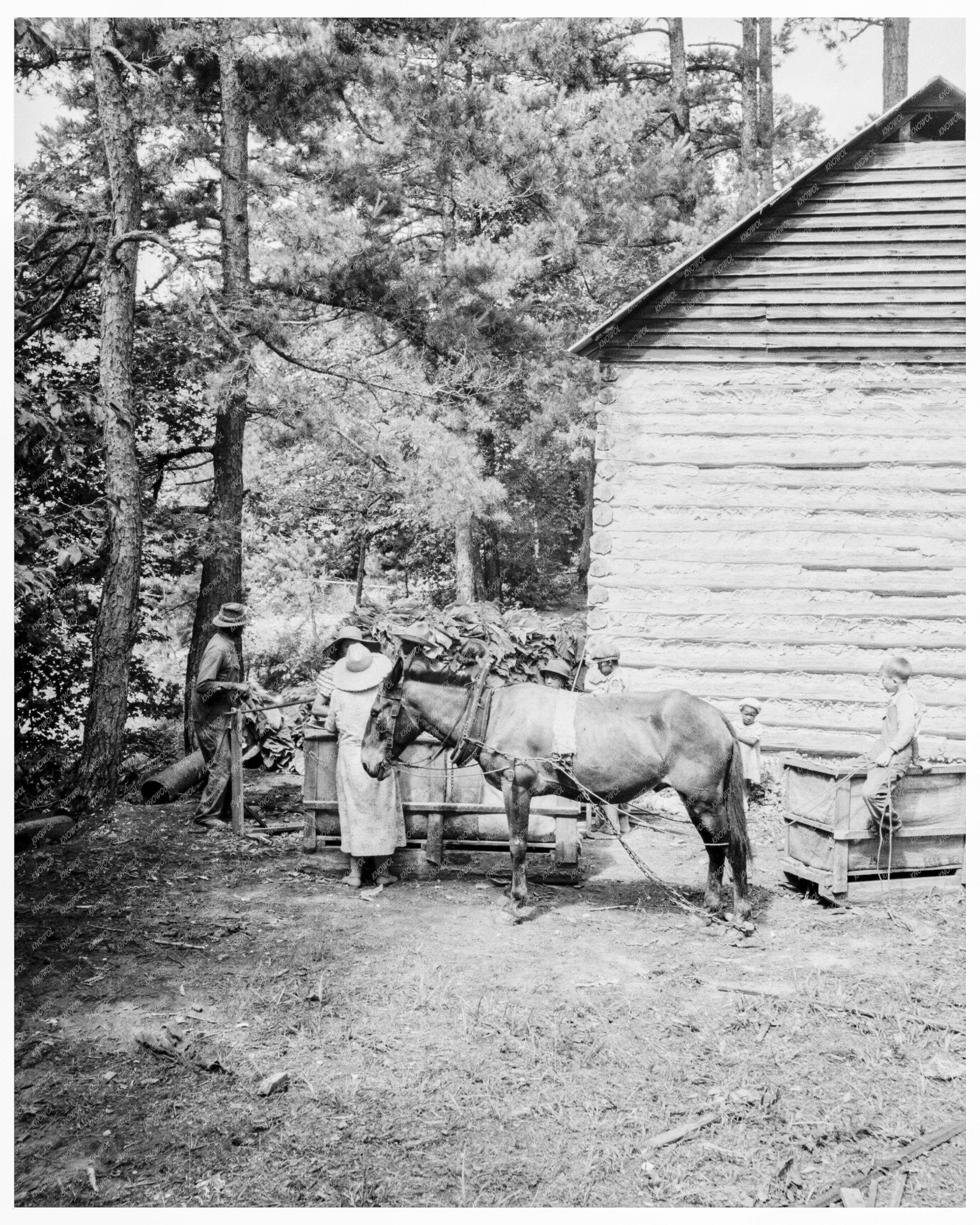 Young Tenant Farmers Son Gathering Sticks Granville County North Carolina July 1939 - Available at KNOWOL