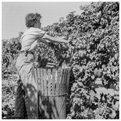 Young Wife Picking Hops in Oregon August 1939 - Available at KNOWOL