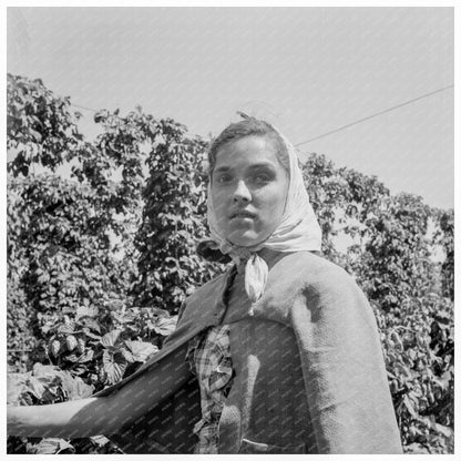 Young Woman Migratory Hop Picking Polk County Oregon 1939 - Available at KNOWOL